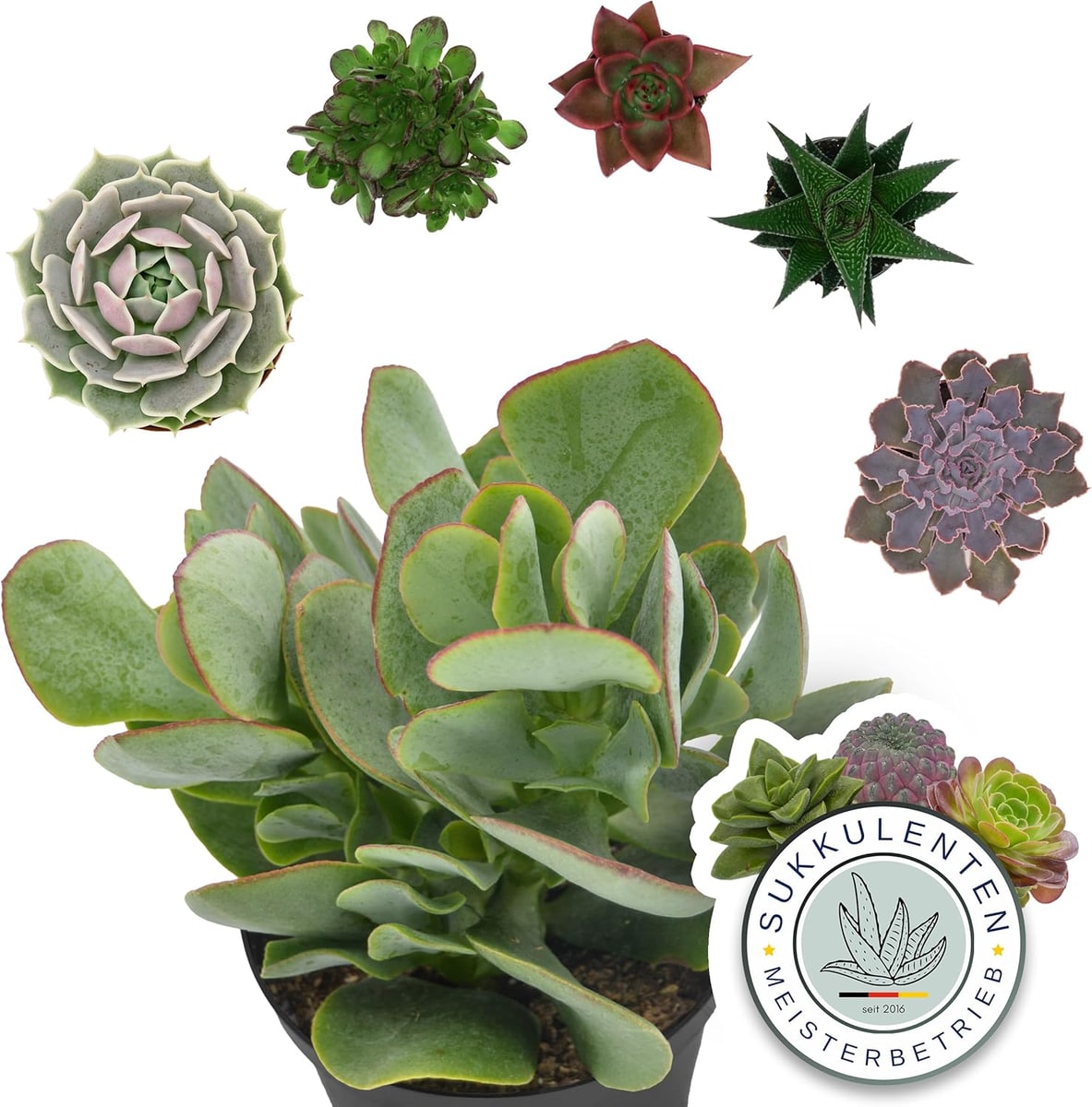 Pasiora Sukkulenten Mix 6er-Set, 6cm-Topf